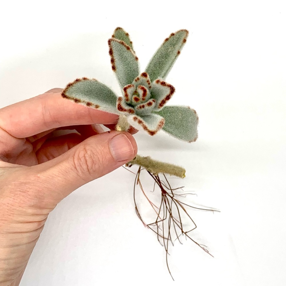 Panda Plant - Succulent